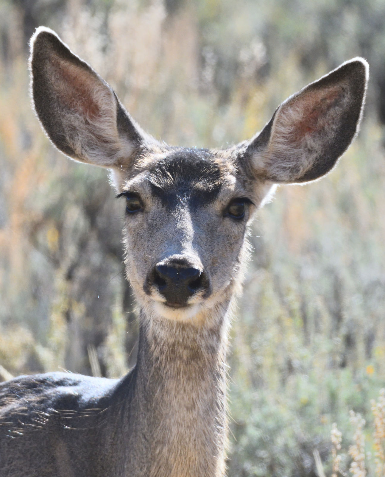 Ungulates